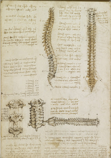 The Surface Anatomy of the Shoulder and Arm Poster | Leonardo da Vinci Art Print (1510)