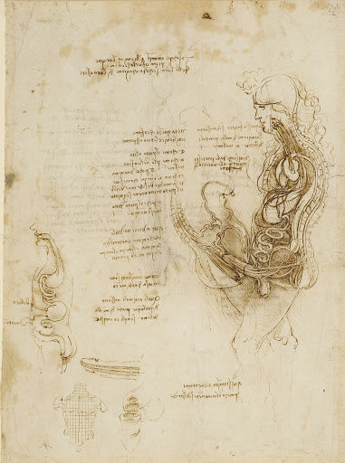 The Viscera of a Horse Poster | Leonardo da Vinci Art Print (1490)