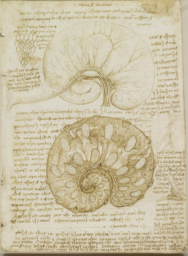 The Uterus of a Gravid Cow Poster | Leonardo da Vinci Art Print (1508)
