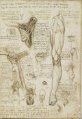 The Throat and the Muscles of the Leg Poster | Leonardo da Vinci Art Print (1510)