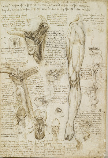 The Throat and the Muscles of the Leg Poster | Leonardo da Vinci Art Print (1510)