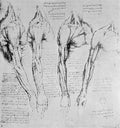 Anatomical Studies of the Shoulder and Arm Poster | Leonardo da Vinci Art Print