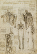 The Skeleton Poster | Leonardo da Vinci Art Print (1510)