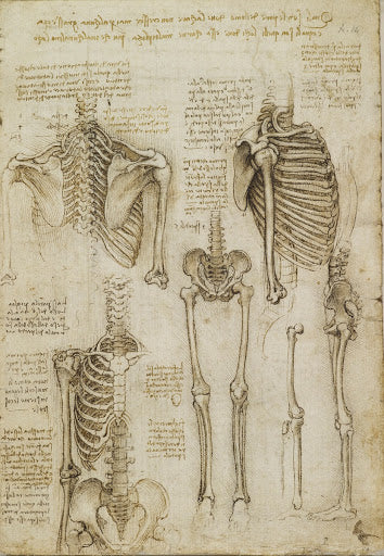 The Skeleton Poster | Leonardo da Vinci Art Print (1510)