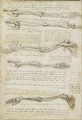 The Bones of the Foot Poster | Leonardo da Vinci Art Print (1510)