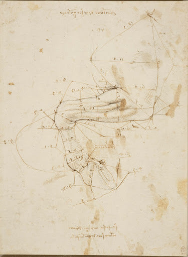 A Horse's Left Foreleg, with Measurements Poster | Leonardo da Vinci Art Print (1490)
