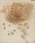 A Star-of-Bethlehem and Other Plants Poster | Leonardo da Vinci Art Print (1506)