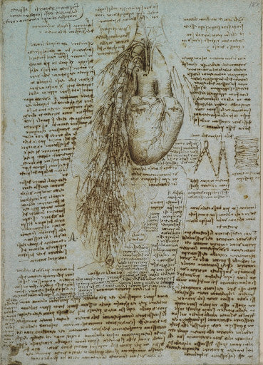 The Heart, Bronchi and Bronchial Vessels Poster | Leonardo da Vinci Art Print (1511)