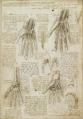 The Bones, Muscles and Tendons of the Hand Poster | Leonardo da Vinci Art Print (1510)