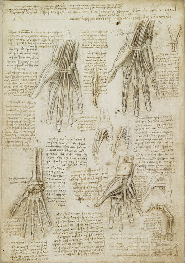 The Bones, Muscles and Tendons of the Hand Poster | Leonardo da Vinci Art Print (1510)
