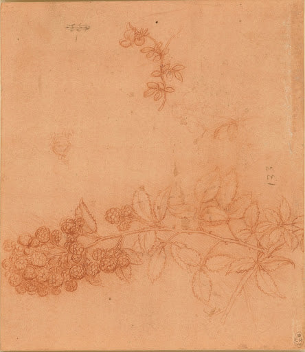A Branch of Blackberry, and a Stem of Bird's-foot Trefoil Poster | Leonardo da Vinci Art Print (1506)