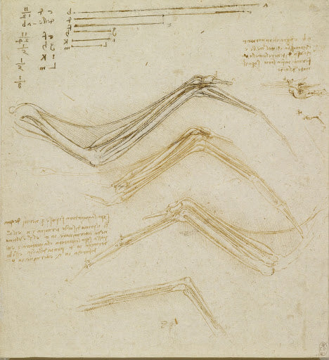 The Bones and Muscles of a Bird's Wing Poster | Leonardo da Vinci Art Print (1512)