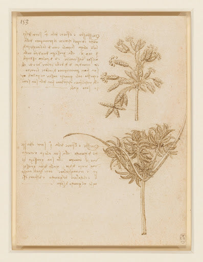 The Seed-heads of Two Rushes, with Notes Poster | Leonardo da Vinci Art Print (1510)