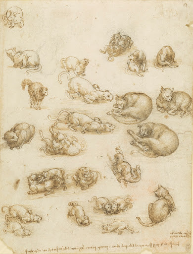 Cats, Lions, and a Dragon Poster | Leonardo da Vinci Art Print (1517)