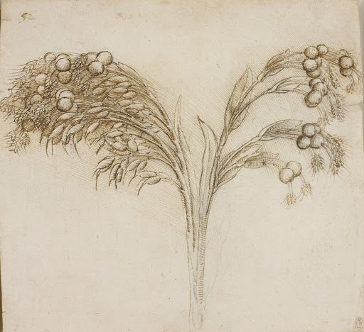 A Stem of Job's-tears Poster | Leonardo da Vinci Art Print (1510)