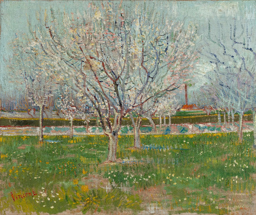 Orchard in Blossom (Apricot Trees) Poster | Vincent van Gogh Art Print (1888)